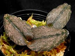 Image result for Oeceoclades saundersiana