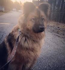 Nashville pet adoption love at first sight. 15 Pet Adoption Stories That Will Warm Your Heart