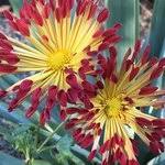 Image result for Hertia