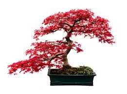 A Japanese Maple For Your Apartment Anns Liee Japanese maple png & psd images with full transparency. a japanese maple for your apartment