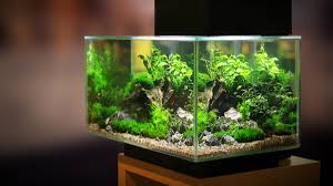Do Planted Tanks Require Co2