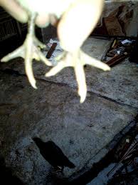 Pukulan putri kinurung dapat langsung mengkanvaskan lawan. Bangkok Boss Kaki Ayam Unggulan