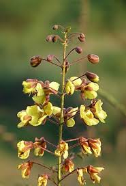 Image result for Caesalpinia glandulosopedicellata