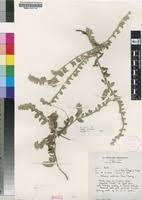 Image result for Nelsonia smithii