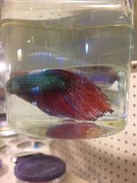 But since there are no real good threads describing what a dragon scale is, i was requested to put the information here so people can have a reference to what is and what is not a dragon scale betta. Blind Dragon Scale Betta Blinds
