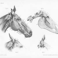 Witold Conti horseback