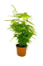 Harvest asparagus in 3 weeks. Setaceus Asparagus Indoor Plants Plantshop Me