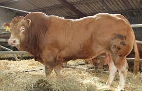 Selanjutnya dalam rangka meningkatkan kegiatan pendidiokan kewirausahaan di pondok pesantren yang kami pimpin, khususnya untuk membantu para santri dan masyarakat yang. Contoh Proposal Kemitraan Ternak Sapi Potong Sederhana Saka Doci