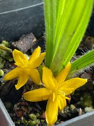 Image result for Curculigo