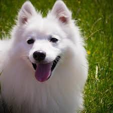 Was geht da in unserem gehirn ab und was ist das ziel dieses gefühls? Hund Weiss Lacheln Flauschige Japanischer Spitz Tier Haustier Suss Eckzahn Freund Glucklich Pikist