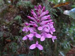 Image result for Cynorkis brevicalcar