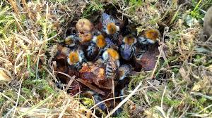 Carpenter bees don't eat wood; Don T Be Concerned About Ground Bees