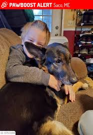 But, don't be too excited yet. Maine Lost Dogs Cats Pets Please Spread The Word Quila Key Luh Was Lost On January 18 2021 In Saco Me 04072 Near Grant Farm Message From Owner Quila Is