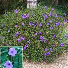 Pin En Tx Rain Garden