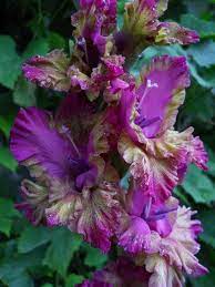 Pin On Gladiolus