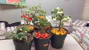 Our goal is to create delicious tomatoes of all flavour and size variations on. Micro Dwarf Tomato Plants Perfect For Small Spaces Youtube