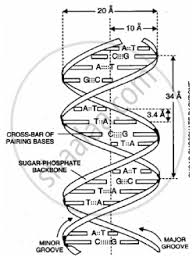 Dna consists of 2 polynucleotide chains or strands, wound around each other such that they resemble a twisted ladder. With The Help Of A Neat And Labelled Diagram Describe Watson And Crick S Model Of Dna Biology Shaalaa Com