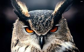 A Very Angry Owl Owl Wallpaper Owl Eyes Horned Owl