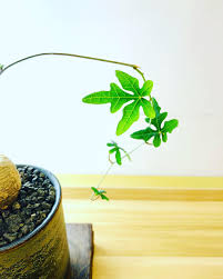 Image result for Adenia stenodactyla