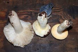 Image result for Russula polyphylla