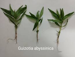 Image result for Guizotia