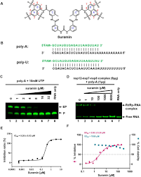 Image result for Suramin