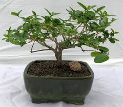 Indoor bonsai trees go beyond the normalcy of common indoor greenery with their unusual aesthetic and instant focus on inner peace. Flowering Premna Bonsai Tree Small Premna Obtusifolia