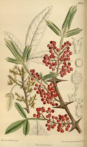 Image result for Zanthoxylum lindense