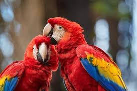 We did not find results for: 17 Types Of Red Parrots With Pictures All About Parrots