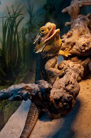 Pin By Kaitlyn Peacock On Awesome Pet Lizards Pet Dragon Animals Beautiful