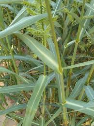 Image result for Polystachya melanantha