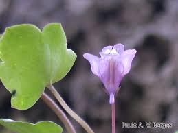 Image result for Sibthorpia europaea