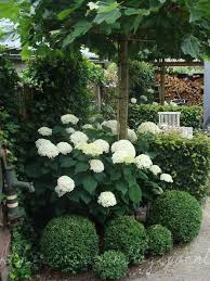 Beautiful White Hydrangeas Small Yard Landscaping Small Gardens Backyard Landscaping Designs