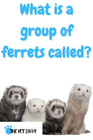 Your vet can recommend food to fit your ferret's need, though most kibble will. What Is A Group Of Ferrets Called Ferret Group Pets