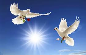 Maybe you would like to learn more about one of these? Terbaru 24 Gambar Burung Merpati Terbang Gani Gambar