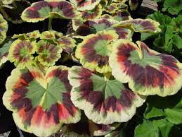 Pin On Yard Garden Flowers
