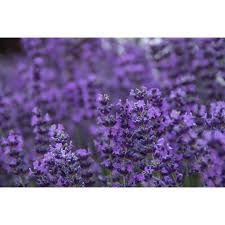 Image result for Lavandula angustifolia Vera
