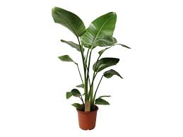 Maybe you would like to learn more about one of these? Strelitzia Reginae Birds Of Paradise Banana Leaf Like Plant Flowering Plants Dubai Garden Centre