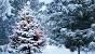 Decorated Outdoor Big Christmas Tree