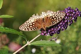 Maybe you would like to learn more about one of these? Plants That Attract Butterflies