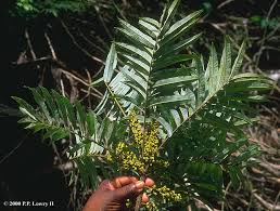 Image result for Macphersonia