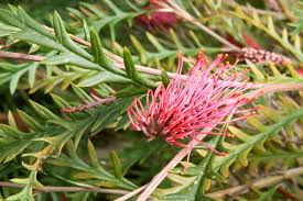 Grevillea 'moonlight' is a widely cultivated and popular garden plant in australian gardens and can be grown in southern california. Grevilleas Of The Perennial Border Garden For The Environment