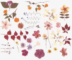 Dried Leaves Flowers Dried Gift Dried Flowers Dried Plant Png And Vector With Transparent Background For Free Download Pressed Flowers Pressed Flower Art Language Of Flowers