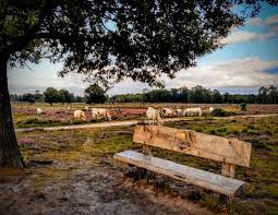 Vakantiewoning en voormalige boswachterswoning 't veld (8 pers.) ligt bij het leersumse veld, op de utrechtse heuvelrug. Rondje Leersumse Veld Staatsbosbeheer Water Bos En Heide By