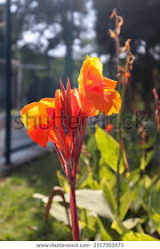 Image result for Sphaeranthus chandleri