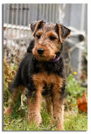 We are the world's largest. Unsere Hunde Pamirs Welsh Terriers