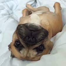 pin by babylonboy on babys video cute baby animals cute puppies cute dogs