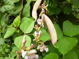 Image result for Canavalia ensiformis