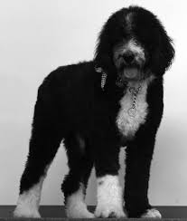 Black And White Old English Sheepdog Puppy Standard Poodle Hybrid Dogs Poodle Mix Breeds Sheepadoodle Dog Breeds