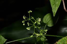 Image result for Rubia cordifolia